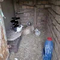 کفتر|پرنده|نیشابور, مازول|دیوار