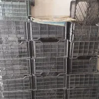 سبد گوجه