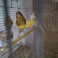 فروش قناری همه رنگ