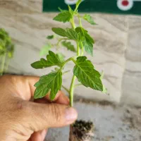 نشا گوجه ۸۳۲۰ رداستون وکارون