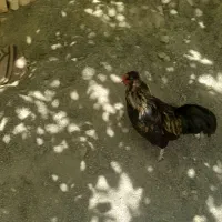 خروس عروسک