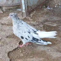 کبوتر کفتر پرنده کوهی دم سفید نر