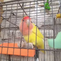 طوطی برزیلی ماده