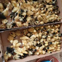 جوجه اردک دورگه (پکنی)
