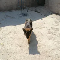 سگ ژرمن