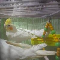 عروس لوتینو بالغ جنسیت نر سن ۱ساله