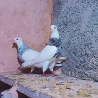 طوقی آلماسی