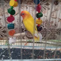 کوتوله برزیلی خوش رنگ