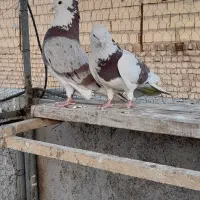 کبوتر ابلغ قرمز و ابلغ تیکه پاره یا یکتی