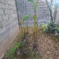 نهال درخت موز