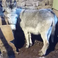 الاغ ماده 1.5ساله