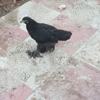 جوجه برهما