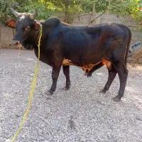 ورزاکوله لوس آینده دار