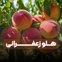 فروش نهال هلو در ارقام مختلف با بهترین کیفیت