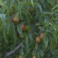 فروش شلیل انجیری و شلیل مغان