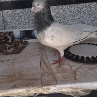 کله ای|پرنده|کارون, |دیوار