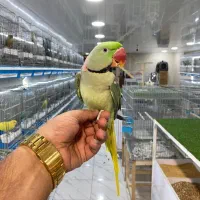 شاه طوطی