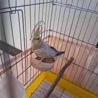 عروس هلندی ماده خیلی زیبا