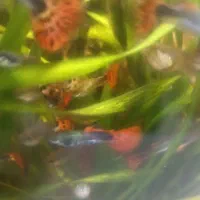 ماهی گپی مولد