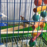 فنچ نر ماده