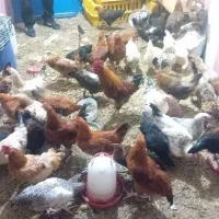 ۲عدد خروس.۱عددش بالای ۳کیلو هست