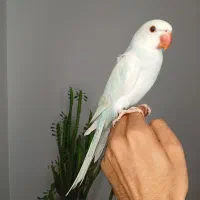ردچیک ملنگو گرینچیک راهب