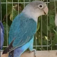 یک جفت کوتوله برزیلی بسیار زیبا و بازیگوش