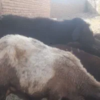 قوچ ۳سال