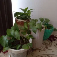 گل طبیعی|گل و گیاه طبیعی|سرپل ذهاب, |دیوار
