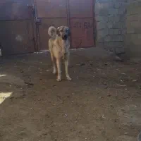 ماده پژدر
