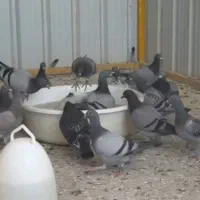 کبوتر جوجه پلاکی