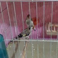 سهره نر وماده کار داده|پرنده|تهران, نازی‌آباد|دیوار