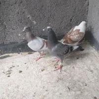 جوجه آلمانی    طوقی کاکولی