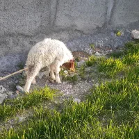 بره شیری نر