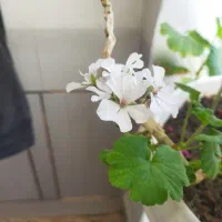 سرای شمعدانی