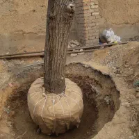 جابجایی درخت تخصص ماست