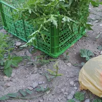 نشاع گوجه