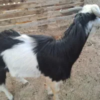 کهره نری قربانی دولاب