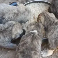سگ توله نر افغان خراسان نژاد درشت