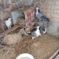 کفتردمگیر|پرنده|اصفهان, کلمان|دیوار