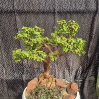 بونسای