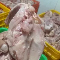 اسکلت مرغ مادر