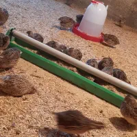 فروش گله بلدرچین نر و ماده
