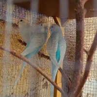 تعدادی مرغ عشق جوان