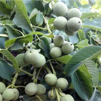 انواع نهال گردو های پایه کوتاه بلند با بهترین نژاد