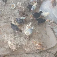 مرغ 30روزه