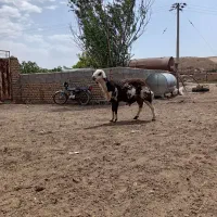 قوچ پلنگی