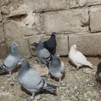 جوجه کبوتر سبز سار