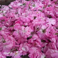 گل محمدی|گل و گیاه طبیعی|تاکستان, |دیوار
