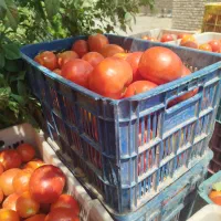 گوجه ربی